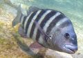 Ikan Sheepshead Mempunyai Gigi yang Mirip Gigi Manusia, lo!