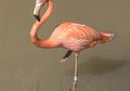 Kebiasaan Unik Flamingo Berdiri Satu Kaki, Ternyata Ini Alasannya