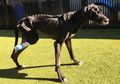 Miris, Anjing Ini Makan Kakinya Sendiri Usai Dibiarkan Kelaparan oleh Pemiliknya!