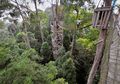 Jembatan Gantung Bukit Bangkirai, Wisata Alam yang Menggoyang Adrenalin