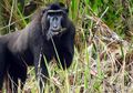 Monyet Gorontalo, Satwa Endemik Gorontalo yang Senang Makan Ficus