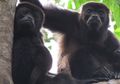 Warna Bulu Monyet Hitam di Kosta Rika Berubah Jadi Kuning, Kenapa, ya?