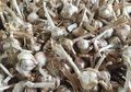 Terjadi Sekejap Malam, Bagaimana Bisa Bawang-bawang di Kebun Ini Ludes 'Dipanen' Pencuri?