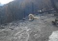 Mirip Kisah Hachiko, Anjing Ini Menunggu Keluarga dan Majikannya di Rumah Yang Terbakar