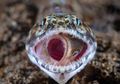 National Geographic Rilis 10 Foto Terbaik Tahun 2018, Mana Favorit Anda?
