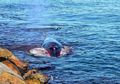 Tangisan Terakhir Paus Sekarat yang Disaksikan Ratusan Manusia di Pelabuhan
