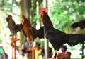 Memelihara Ayam di Rumah Sama Saja dengan 'Memelihara' Bom Waktu dengan Kekuatan Mematikan