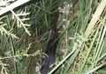 Petani di Sumsel Tembak Teman Sendiri Setelah Mengira Semak-semak Bergerak adalah Babi Hutan