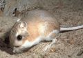 Tikus Kanguru yang Dikira Sudah Punah Ternyata Masih Ditemukan, lo!