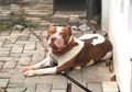 Kronologi Penyerangan Satpam oleh Anjing Pitbull di Jakarta Pusat