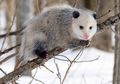 Opossum, Marsupila Kecil yang Kebal Terhadap Gigitan Ular Berbisa