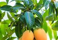 Termasuk Obati Diabetes, Ini 7 Manfaat Luar Biasa Daun Mangga!