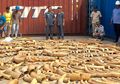 3.200 Kilogram Gading Gajah Hasil Selundupan Ditemukan di Kamboja