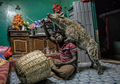 Mengikuti Tradisi, Keluarga Ini Hidup dengan Hyena Puluhan Tahun