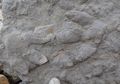 100 Jejak Kaki Dinosaurus dari Beragam Spesies Ditemukan Setelah Badai Melanda