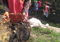 5 Kuintal Ikan Sapu-sapu Mati Secara Misterius di Sungai Kresek Kediri