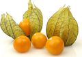 Siapa Sangka Buah yang Dulu Diabaikan Ini Ternyata Punya Harga Selangit, Apa ya?