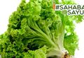 Lebih Sering Dikenal Sebagai Lalapan, Ternyata Ini Manfaat Luar Biasa dari Selada, #SahabatSayur Wajib Tahu!