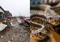 Sarangnya Terusik Usai Tsunami Banten Menerjang, Keberadaan Ular Kini Jadi Ancaman Bagi Warga Pandegalang