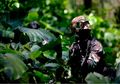 TNI/Polri Bakal Kirimkan Pasukan Ahli Perang Hutan untuk Menyerbu Kelompok Teroris Ali Kalora