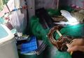 Ular Piton Sepanjang 4 Meter Lepas dari Kandangnya, Lalu Ditemukan di Tumpukan Cucian Setelah Melahap yang Ditemuinya