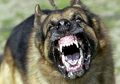 Kisah Tragis Seorang Pria yang Meregang Nyawa Usai Melemparkan Batu pada Anjing Tetangganya