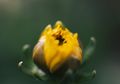 Simak 5 Khasiat Minyak Calendula Untuk Mengatasi Masalah Kulit