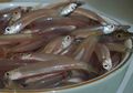 Wow, Ikan Teri Termasuk Dalam Daftar 5 Makanan Pendongkrak Kecerdasan Otak