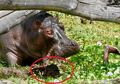 Di Antara Hidup dan Mati, Nelayan Ini Harus Berjibaku dengan Kuda Nil yang Menyerangnya, Seorang Fotografer Mengabadikannya