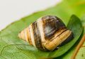 Siput Paling Kesepian di Dunia Telah Mati, George Jadi yang Terakhir di Spesiesnya