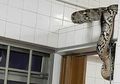 Istri Menjerit karena Ada Piton di Toilet, Petugas Datang Menolong Namun Tak Sanggup Mengatasinya Sendiri karena Terlalu Besar!