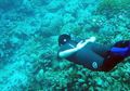 Bunaken, Keindahan Nan Memabukkan di Bawah Laut