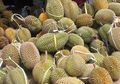 Hidung Keluar Darah, Sopir Angkot Tewas karena Makan Durian Terlalu Banyak: Bahayakah Makan Durian Terlalu Banyak?