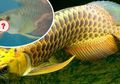 Merasa Ikan Arwananya Akan Mati, Pria Ini Membuka Mulutnya, Namun Ia Malah Temukan 'Harta' di Dalamnya