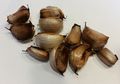 Ini Manfaat Makan 6 Siung Bawang Putih Panggang, Mampu Pulihkan Tubuh Hanya Dalam 24 Jam!