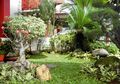 Buat Taman di Rumah Lebih Cantik Hanya dengan Melakukan 3 Cara Mudah Ini!