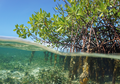 Thomas Heri Wahyono, Pionir Konservasi Mangrove Laguna Segara Anakan