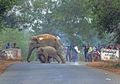 Nasib Mengenaskan Gajah-gajah Tak Berdosa, Diburu Manusia, Diambil Gading, Hingga Dibakar Hidup-hidup