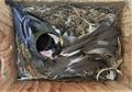 Perubahan Iklim Picu Perang Antara Dua Spesies Burung, Apa Alasannya?