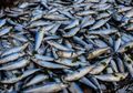 Penyuka Ikan Wajib Hati-Hati! 12 Ikan Ini Paling Banyak Terkontaminasi Pencemaran, Jangan Coba-coba Memakannya