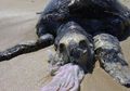 Begini Penjelasan Kenapa Hewan Laut Mengira Sampah Plastik Adalah Makanan!