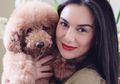Tiru Alis On Fleek ala Irish Bella dengan Pilihan Pensil Alis Lokal Murah