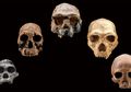 Bukti Evolusi, 9 Bagian Tubuh Ini Tak Lagi Dibutuhkan Manusia!