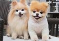 Anjing Terlucu di Dunia Bernama 'Boo' Ini Mati karena 'Patah Hati'