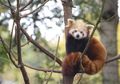Pertama Kali di Indonesia, Red Panda di Taman Safari Melahirkan