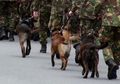 Ketika Uni Soviet Korbankan Anjing Untuk Lawan Tank Kuat Nazi Jerman