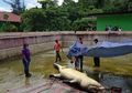 Terungkap Penyebab Kematian Buaya Merry Pemangsa Deasy Tuwo, Hasil Autopsinya Temukan Tulang Manusia