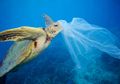 Mengapa Hewan Laut Bisa Sampai 'Terkecoh' Anggap Sampah Plastik Sebagai Makanan?