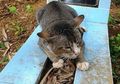 Jarang Lihat Bangkai Kucing yang Mati? Ternyata Inilah Alasannya!