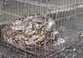 Nekat Bergelut Dengan Ular Piton Menggunakan Tangan Kosong, Tangan Maman Terluka Serius Kena Gigitan